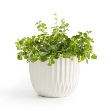 vaso plantas vaso plantas